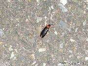 IMGP0078.jpg