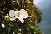 lrg_138797_magnoliya.jpg