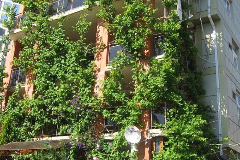Частный дом "Виноградный"